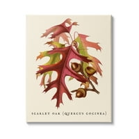 Sumn Industries Антички Скарлет даб гранка илустрација есенски лисја, 30, дизајн од Дафне Полсели