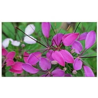 Трговска марка уметност cleome платно уметност од Кети МекКурди, 24х47